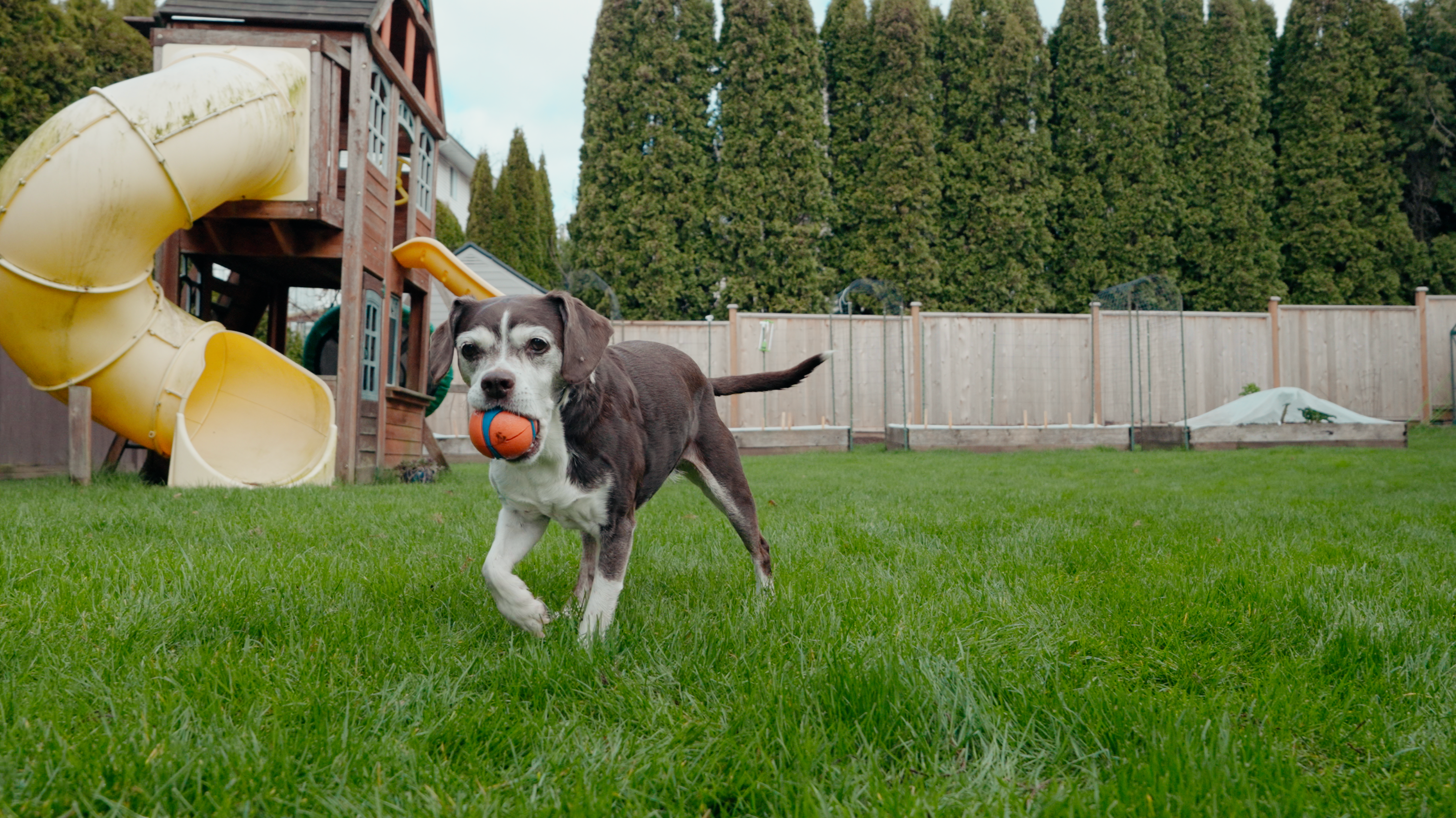 Happy dog running in a backyard with a ball